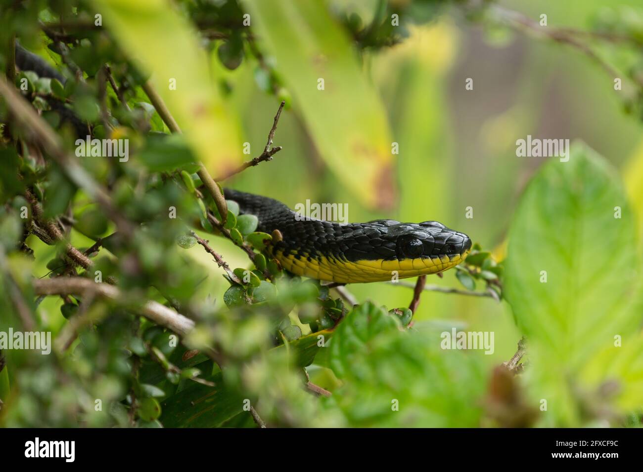 Phrynonax poecilonotus hires stock photography and images Alamy