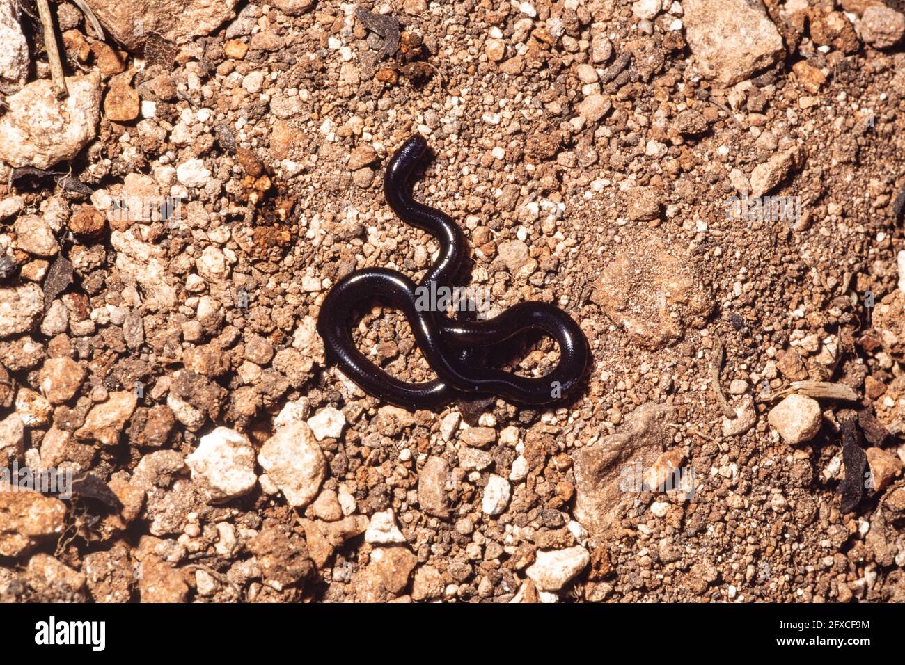The Brahminy Blind Snake resembles an earth worm and is an introduced species on the island of Guam in the Northern Mariana Islands. Stock Photo