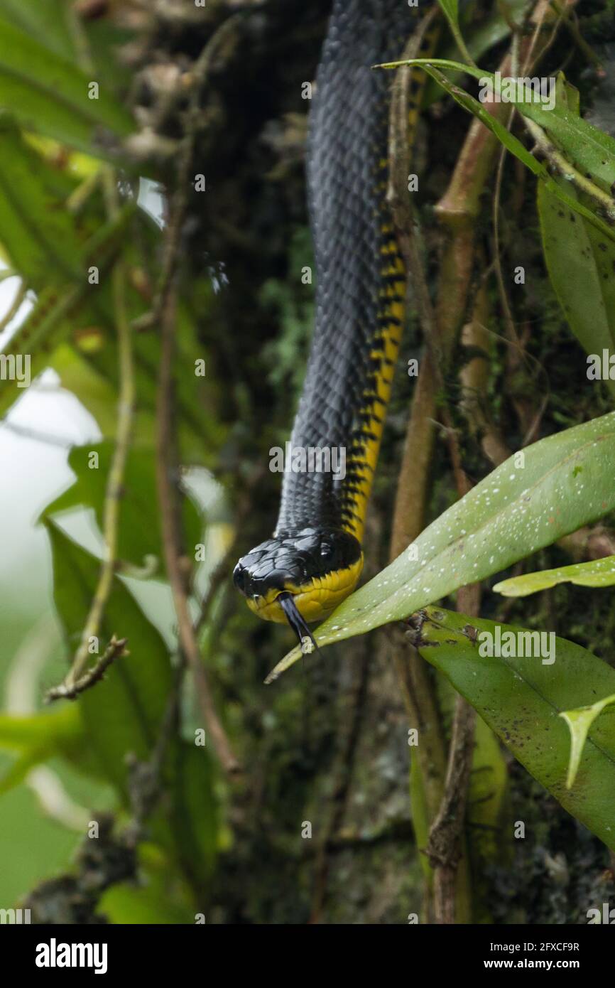 Phrynonax poecilonotus hires stock photography and images Alamy
