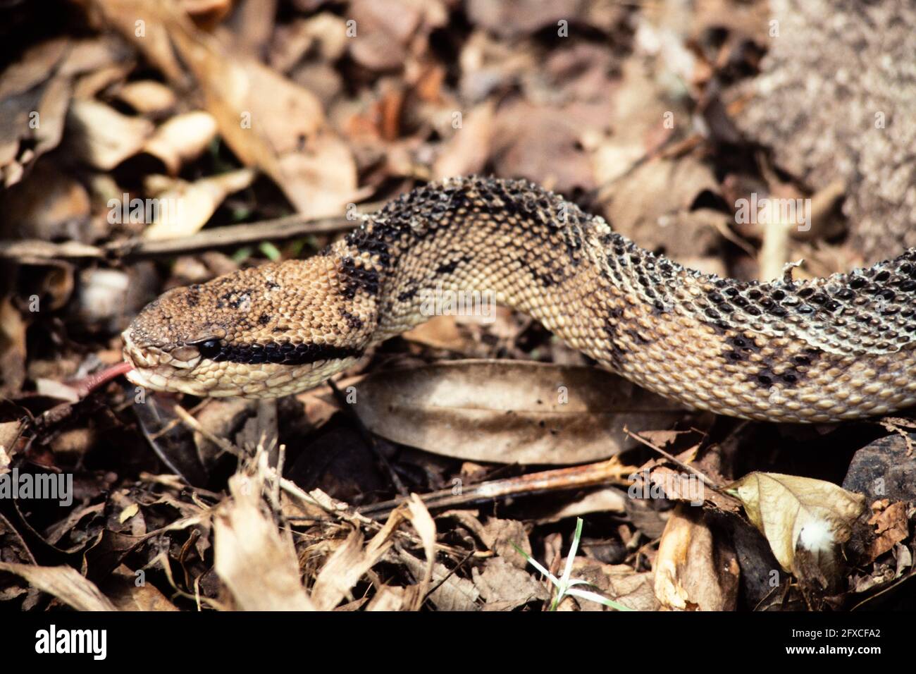 A large Central American Bushmaster, Lachesis stenophrys, in Panama Stock Photo