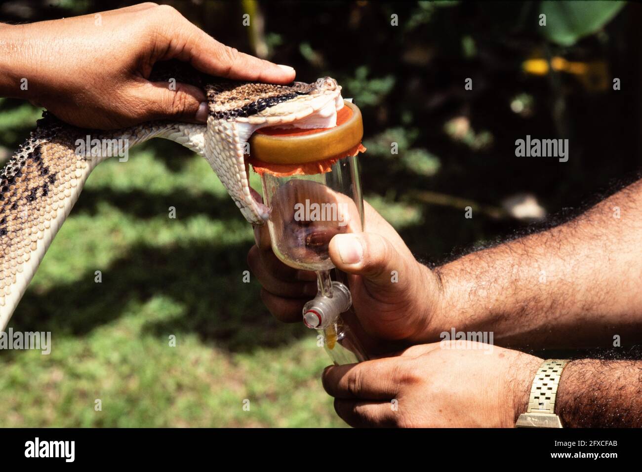 Workers are milking aCentral American Bushmaster, Lachesis stenophrys, for venom in Panama Stock Photo