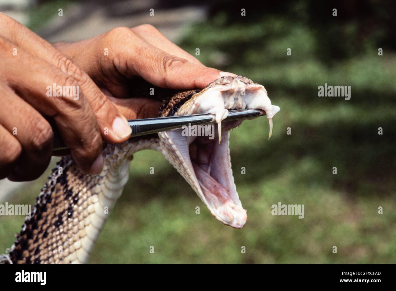 Central American Bushmaster in Panama.  A worker is preparing to milk the snake for venom and showing the fangs. Stock Photo