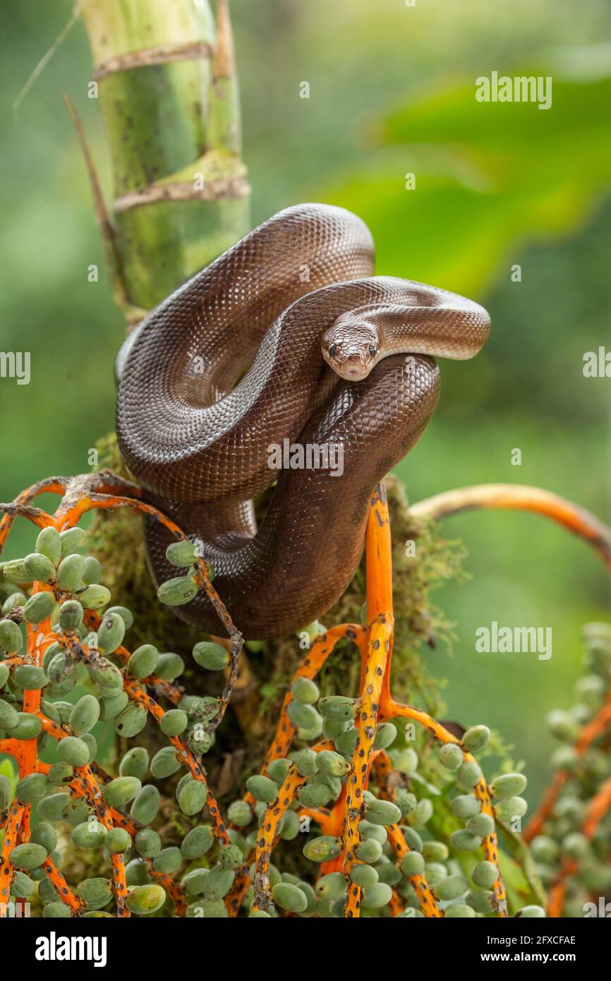 The Rainbow Boa, Epicrates cenchria, is endemic to Central and South America. Stock Photo