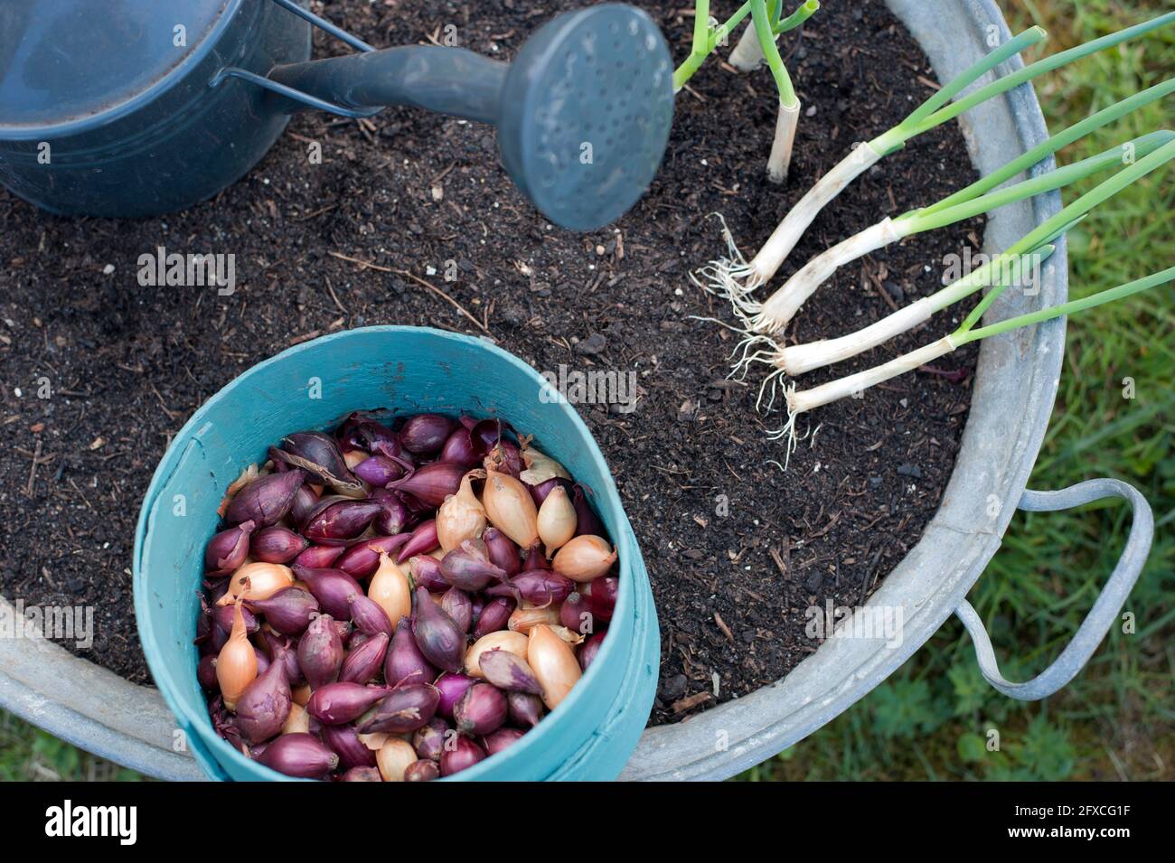 Soil in zinc tub, watering can and sieve with fresh onions Stock Photo