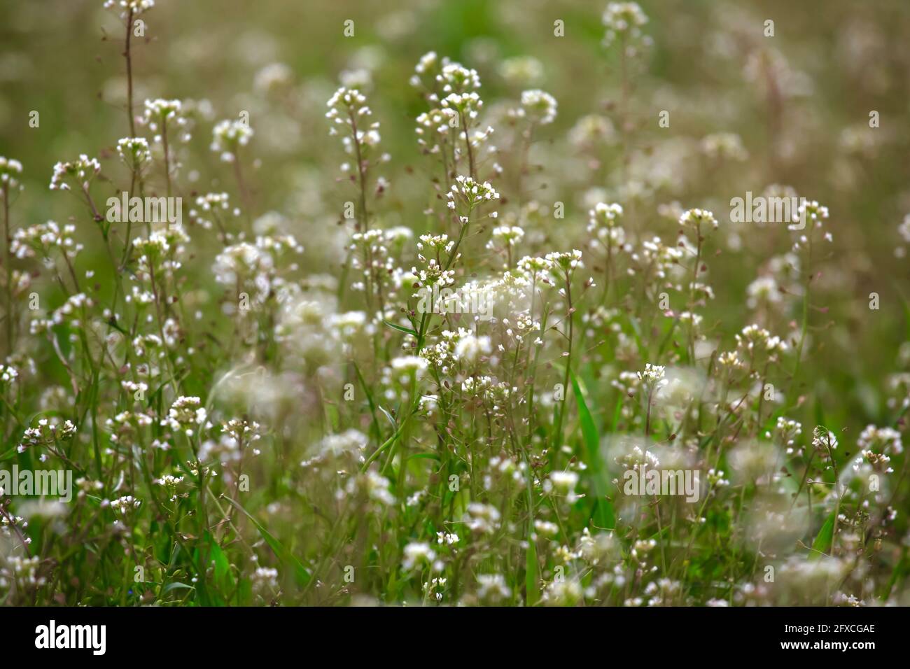 Shepherds purse (Capsella bursa pastoris) blooming in meadow Stock Photo
