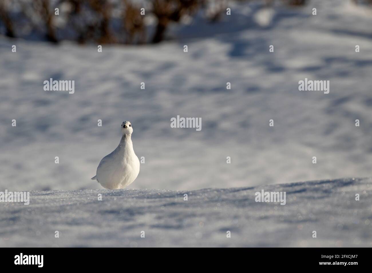 A willow ptarmigan in white winter plumage blends nicely against a snow-covered background. Stock Photo