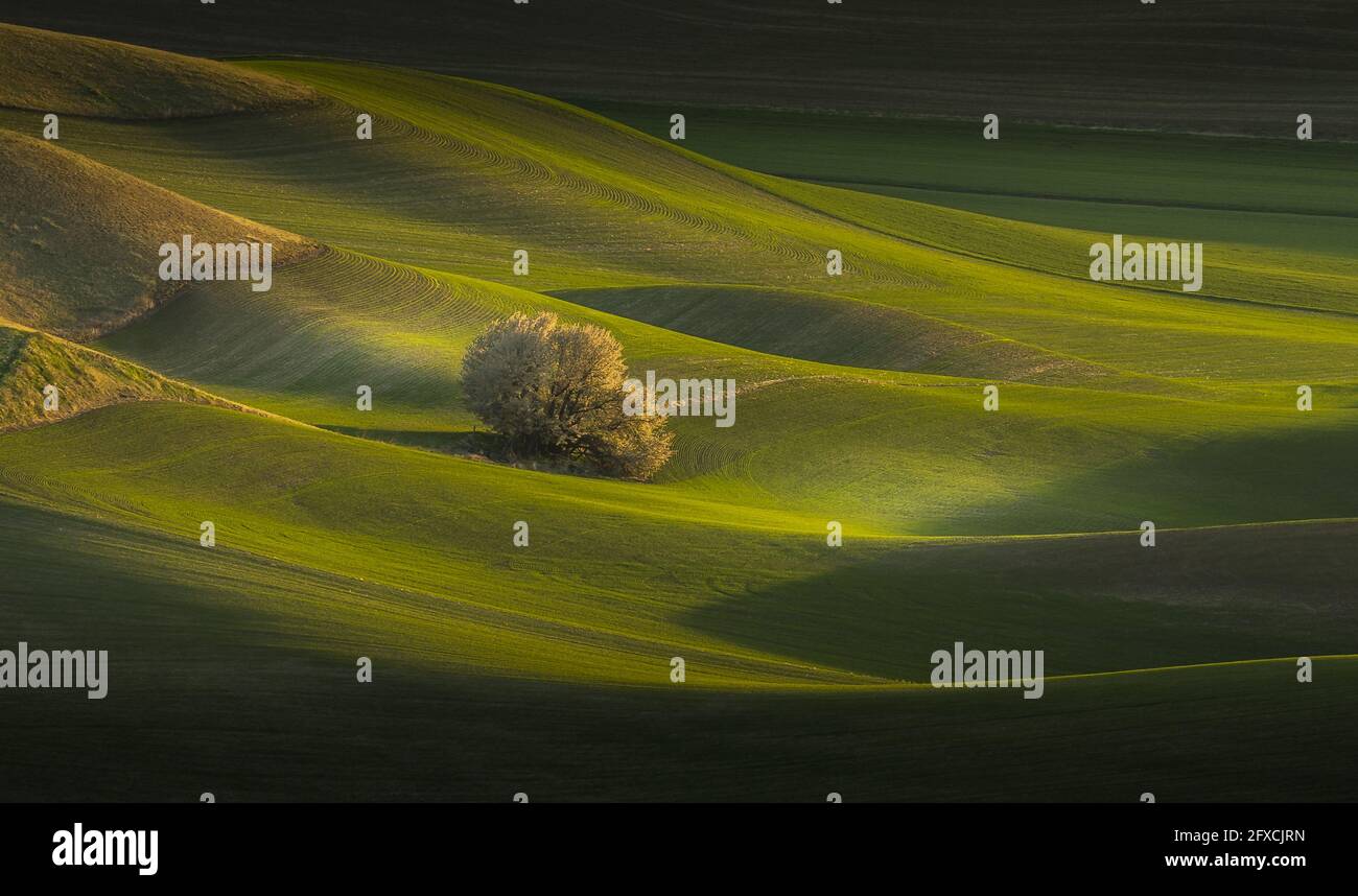 View of beautiful farm land rolling hills from Steptoe Butte Park in Washington Stock Photo