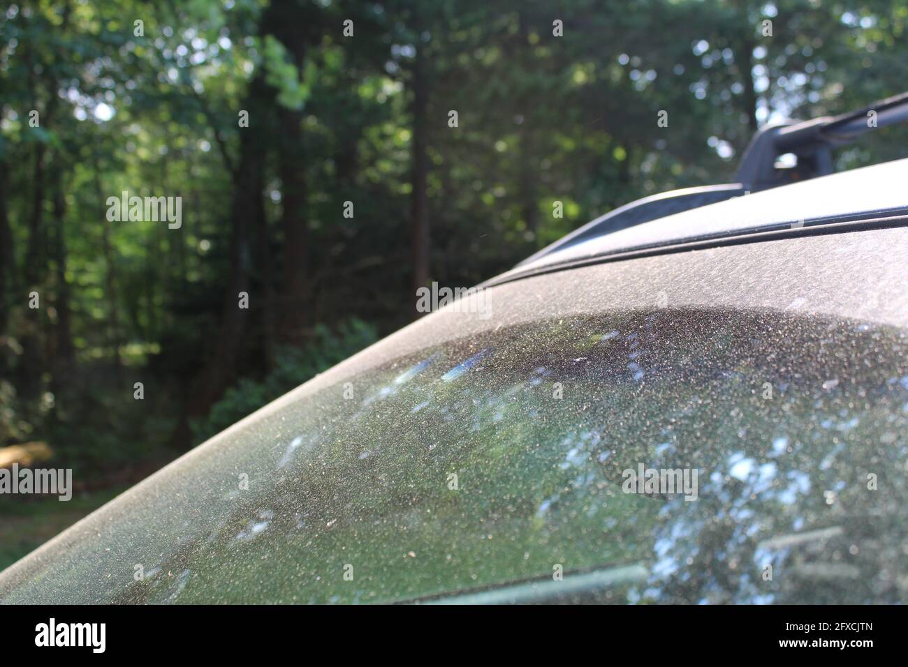Pollen on a Car Windshield in May Stock Photo