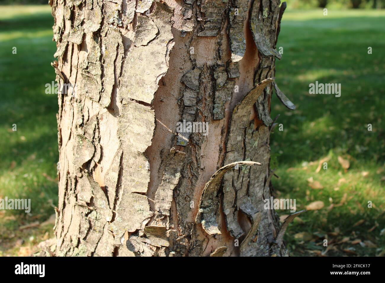 Problems Maple Acer Maple High Resolution Stock Photography And Images Alamy