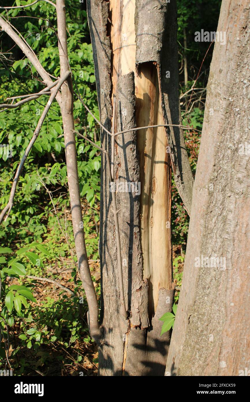 Tree Bark Peeling Off High Resolution Stock Photography And Images Alamy