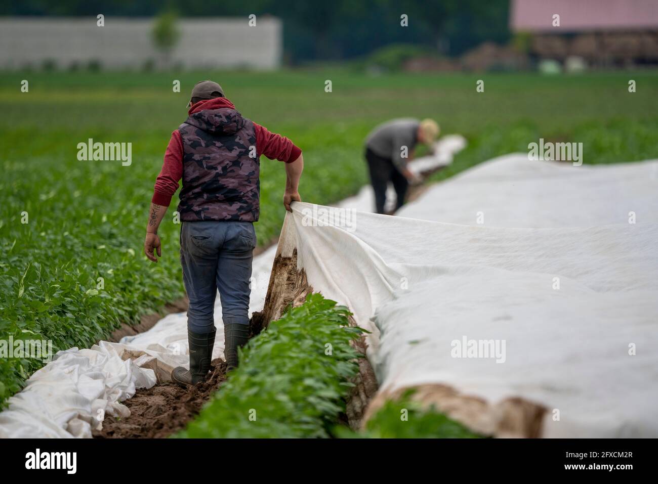 Potato field, fleece cover is removed, the fleece is to protect against weather influences, pests, hailstorm in spring and supports the growth at low Stock Photo