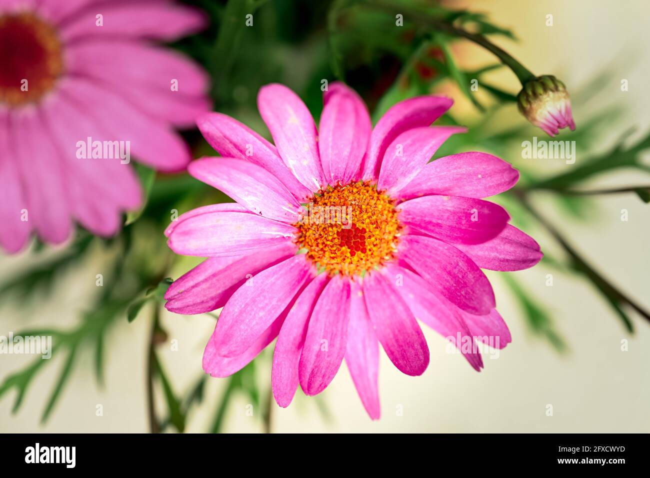 Aramis argyranthemum hires stock photography and images Alamy