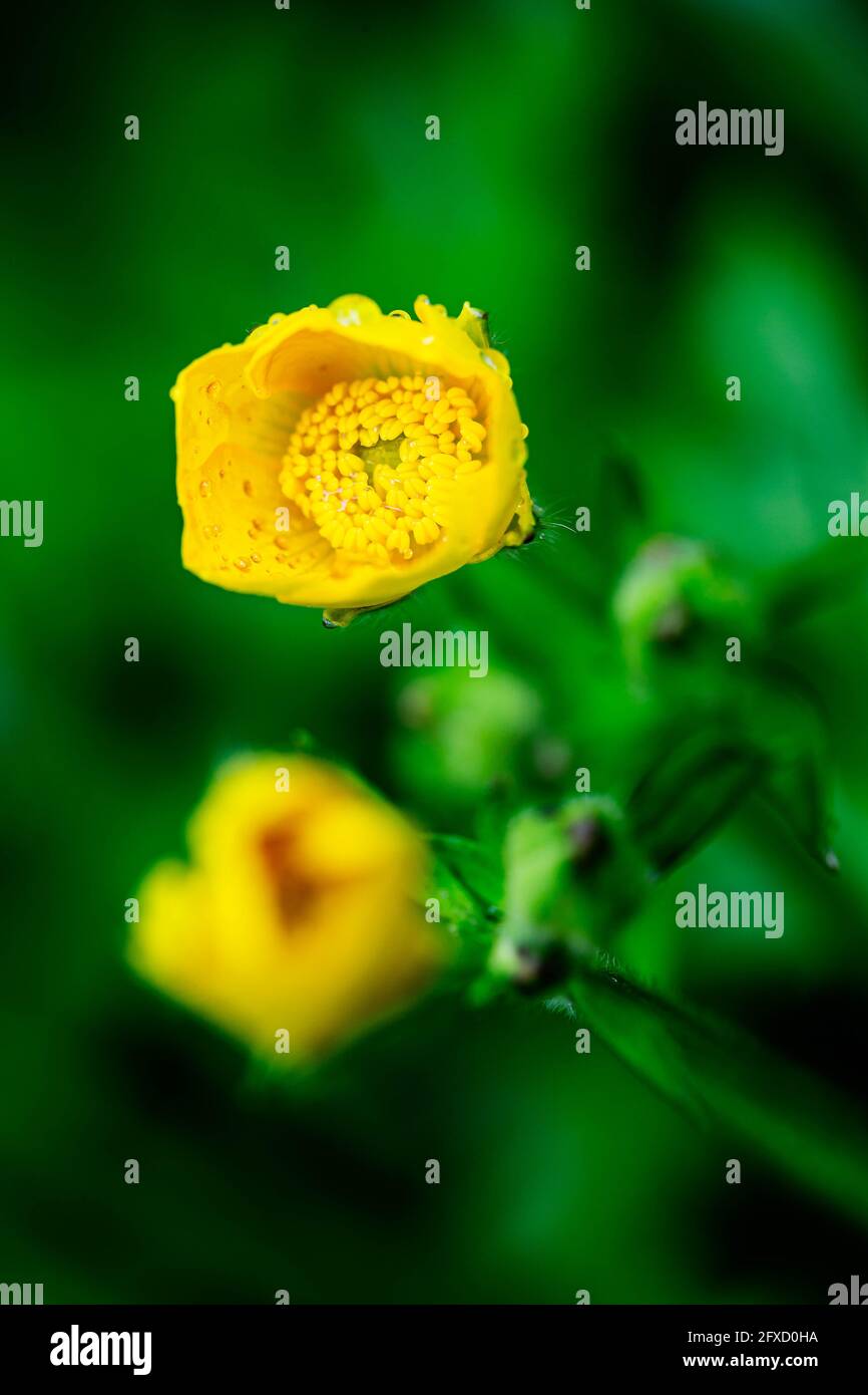Ranunculus, Buttercup, Creeping Buttercup, Creeping Crowfoot (Ranunculus Repens) in flower Stock Photo