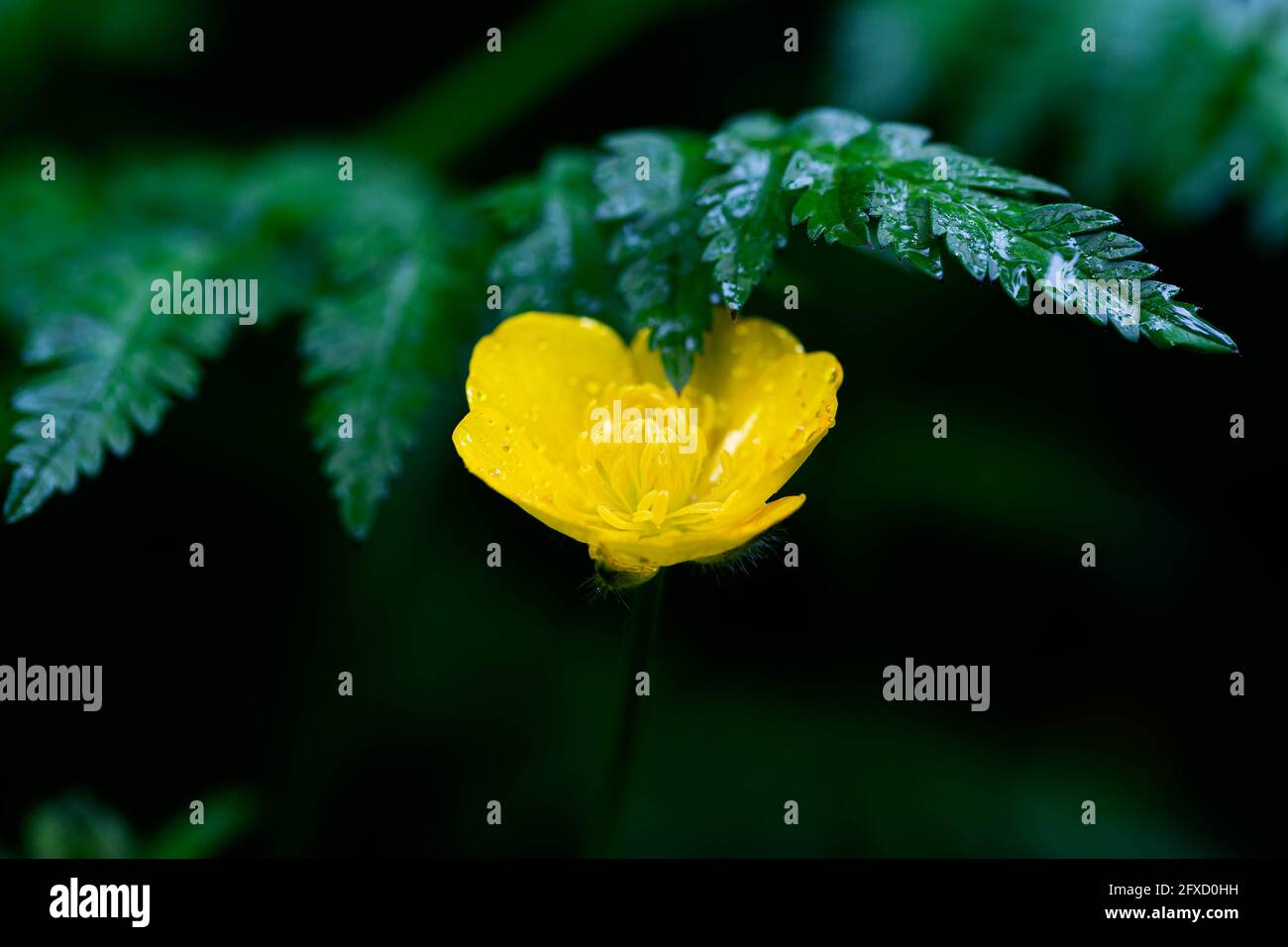 Ranunculus, Buttercup, Creeping Buttercup, Creeping Crowfoot (Ranunculus Repens) in flower Stock Photo