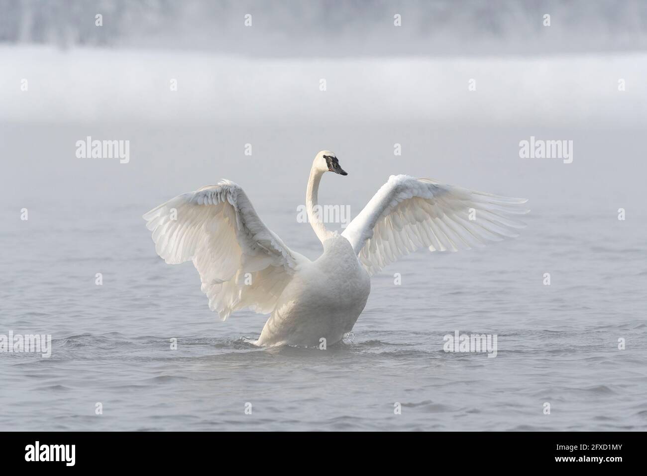 Trumpeter swan stretching its wings (Cygnus buccinator), Winter, St. Croix River, WI, USA by Dominique Braud/Dembinsky Photo Assoc Stock Photo
