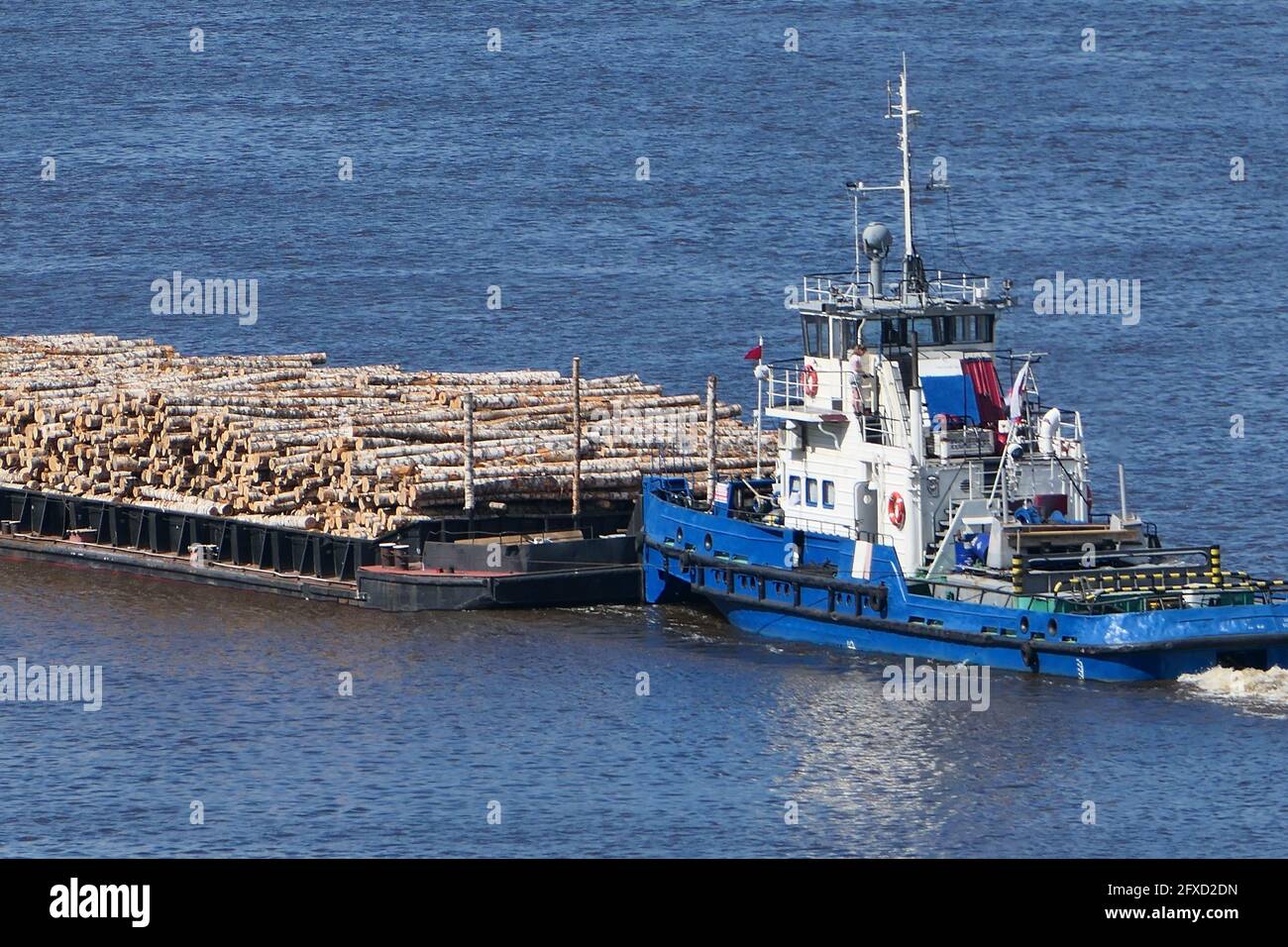 The barge transports cargo, timber logs along the river in summer. Stock Photo