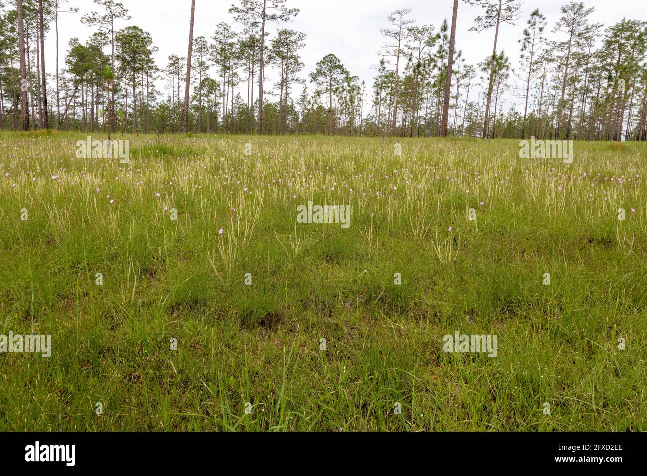 Thread-leaved Sundew (Drosera tracyi), hillside seepage bog, Gulf Coast, SE USA, by James D Coppinger/Dembinsky Photo Assoc Stock Photo