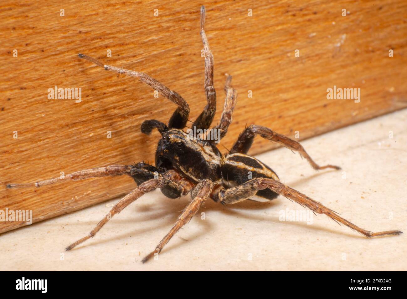 Wolf Spider robust and agile hunters with excellent eyesight walking in interior of a house. Stock Photo