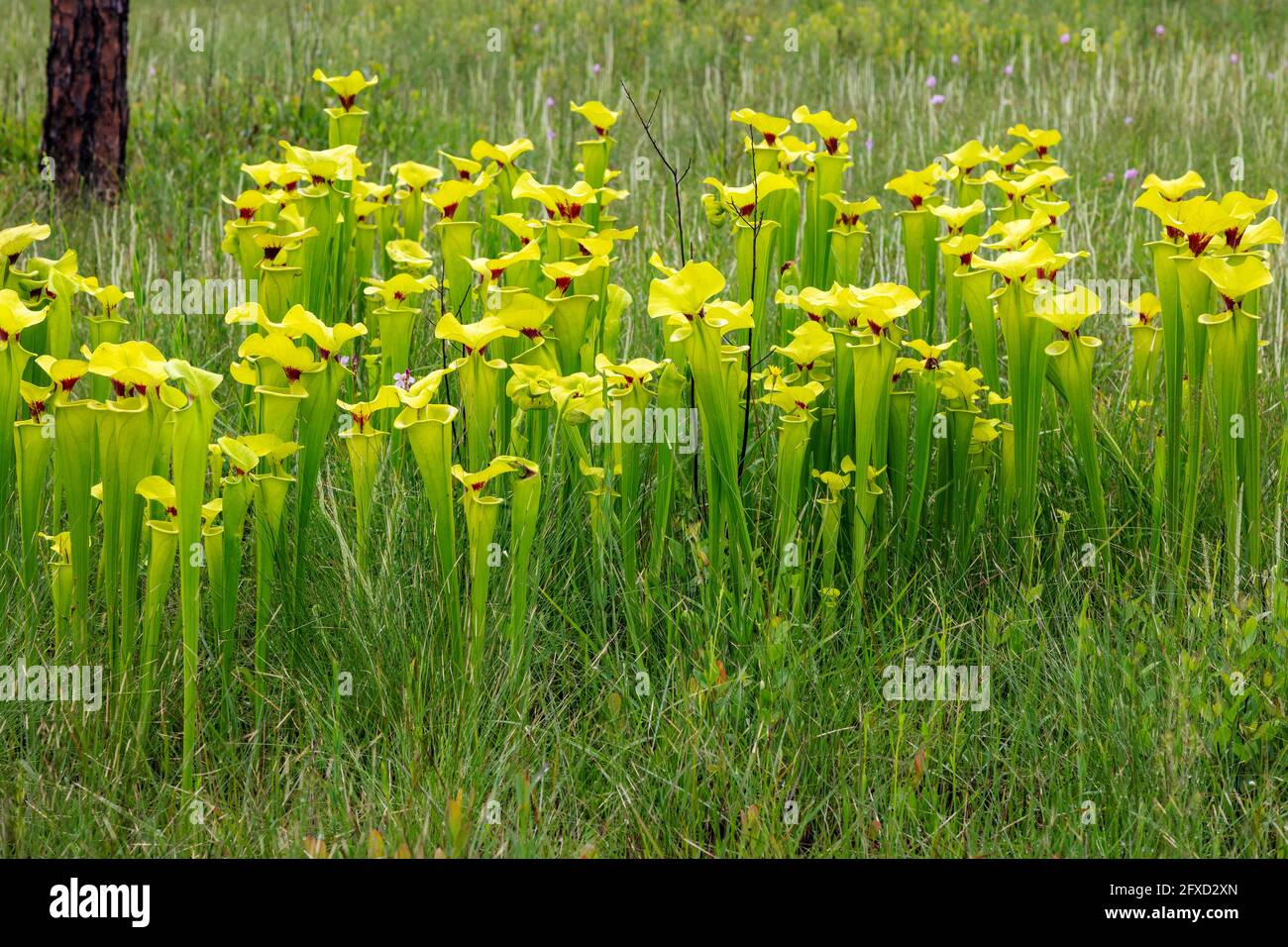 Yellow Pitcher Plants (Sarracenia flava var rugelii), seepage bog, Northwestern Florida, Spring, USA, by James D Coppinger/Dembinsky Photo Assoc Stock Photo