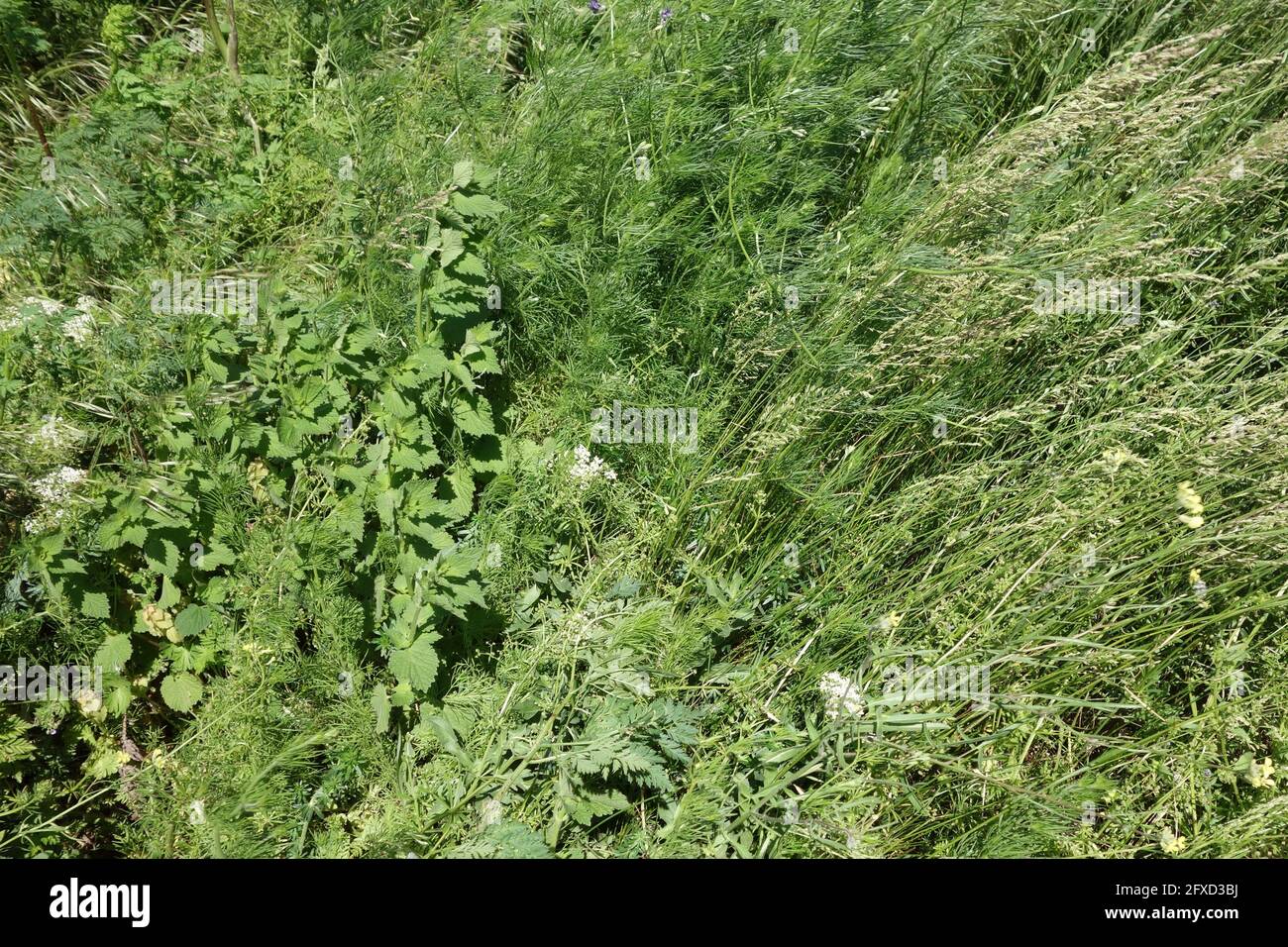 On the roadsides, in the plains, the fresh herbs are the salt and pepper of these places Stock Photo