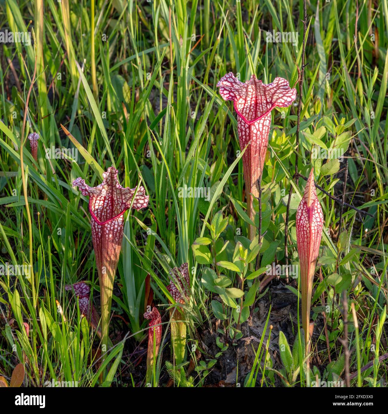 Sarracenia x mitchelliana,hybrid pitcherplant between Sarracenia leucophylla x S. rosea, FL, AL,  USA, by James D Coppinger/Dembinsky Photo Assoc Stock Photo