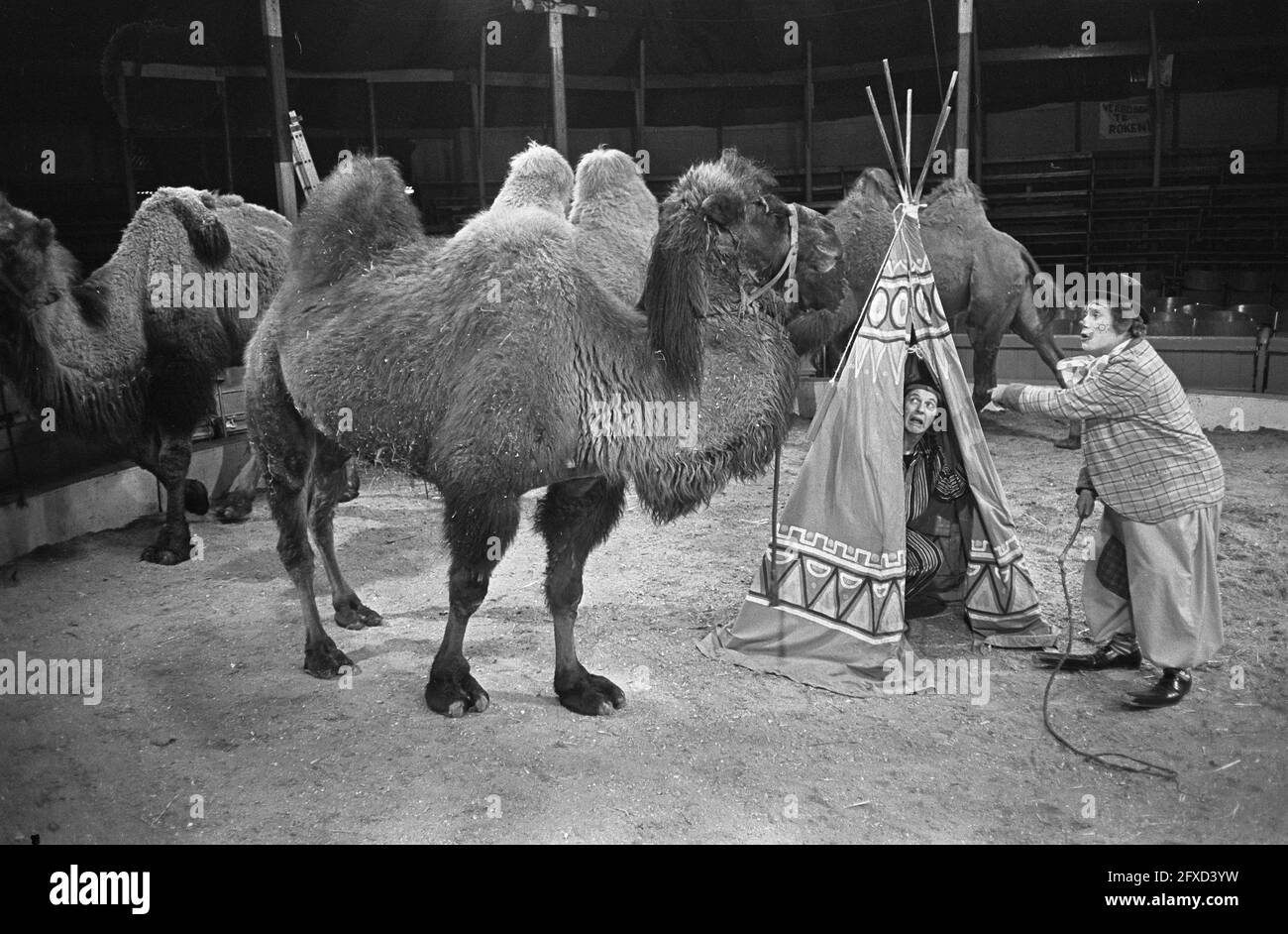 Pipo in the circus with Toni Boltini, Kluck Kluck in his tent, February 22, 1968, circuses, clowns, camels, tents, The Netherlands, 20th century press agency photo, news to remember, documentary, historic photography 1945-1990, visual stories, human history of the Twentieth Century, capturing moments in time Stock Photo