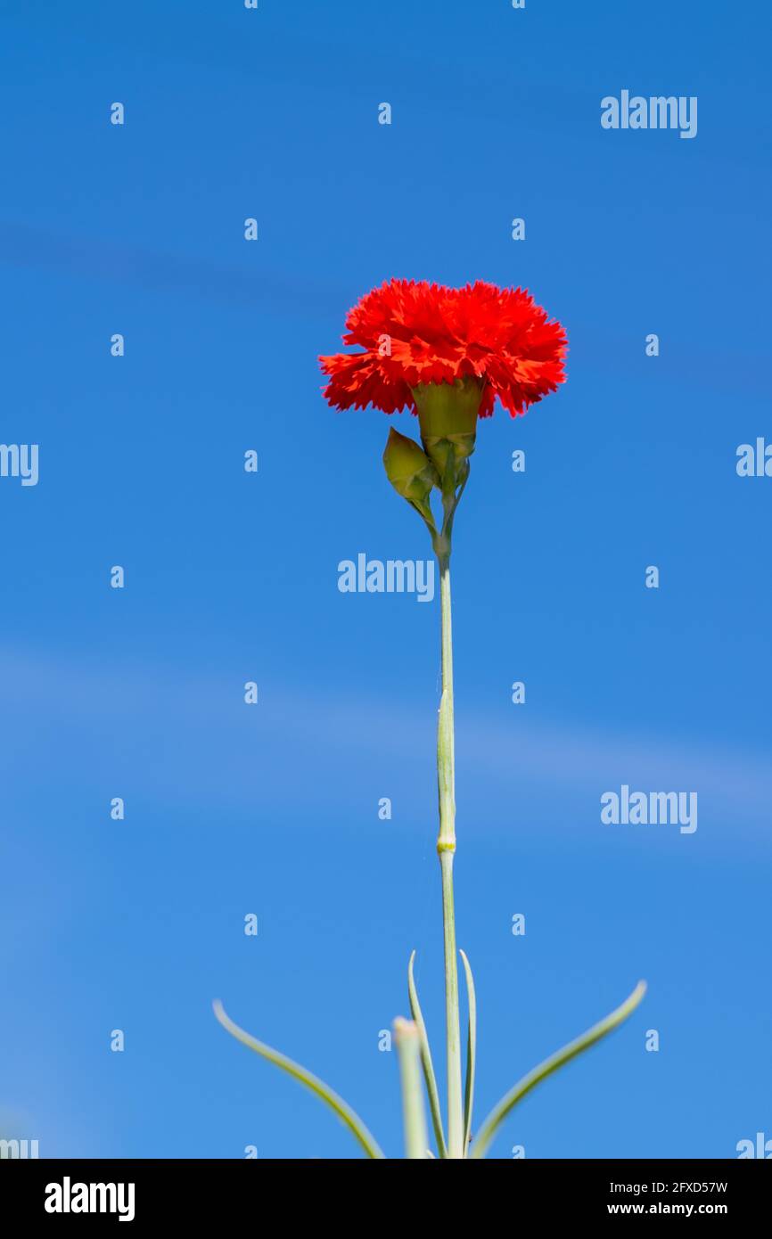 The carnation revolution hires stock photography and images Alamy