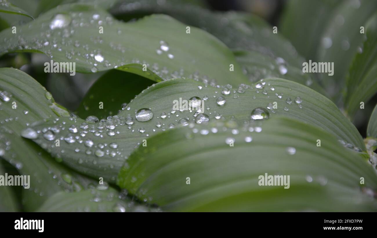 Sunlight, Dew Drops, Rain Drops, Raindrops on Green Spring Leaves Stock Photo