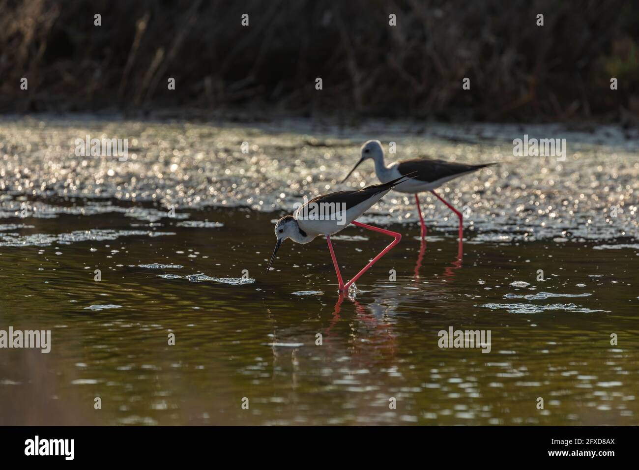 A common Black-winged stilt, Himantopus himantopus, hunting worms and minnows for food, in the marshes of the natural environment of Prat de Cabanes, Stock Photo