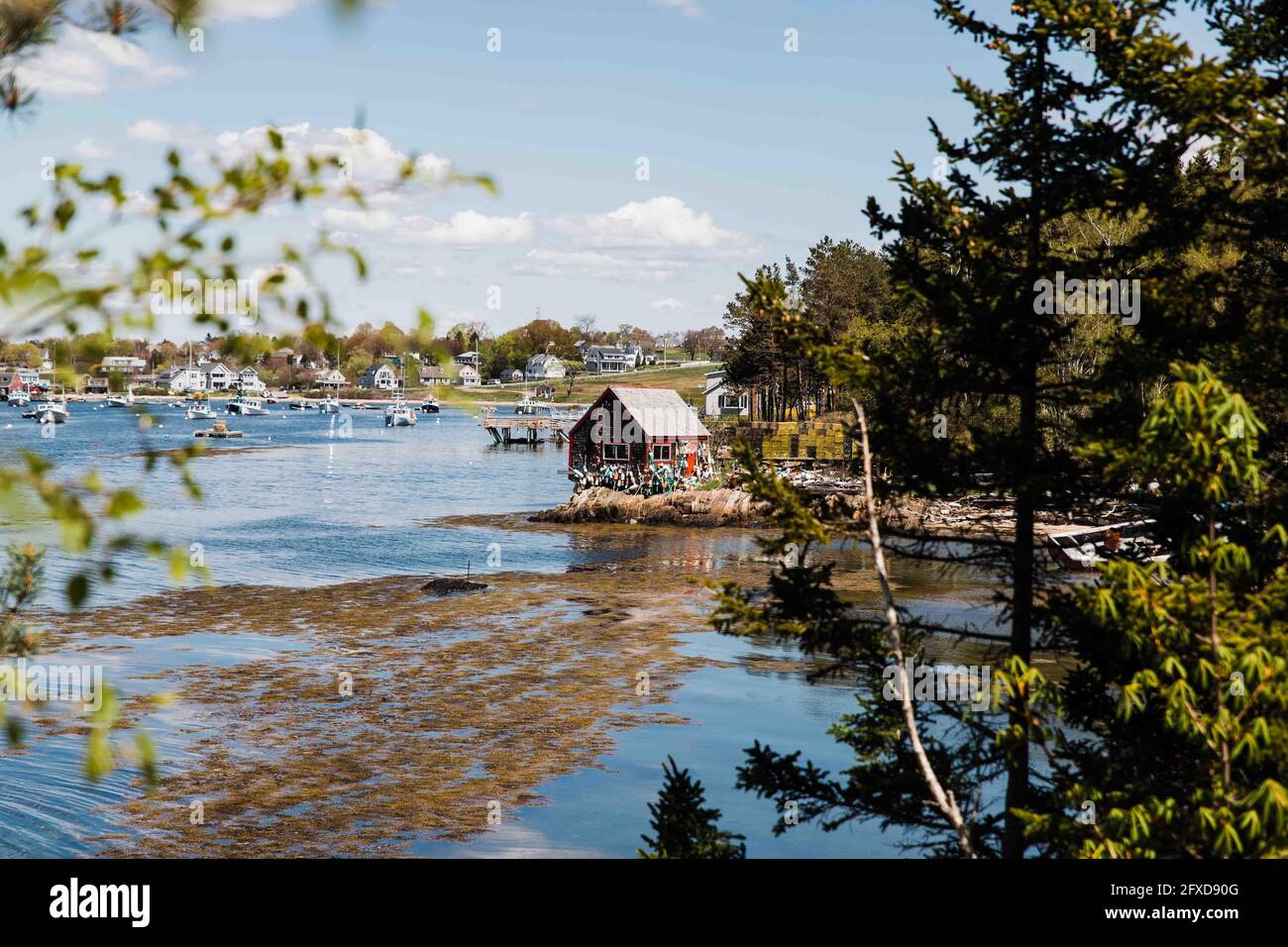 Harpswell Maine, Rocky Coastline Through the Trees Stock Photo