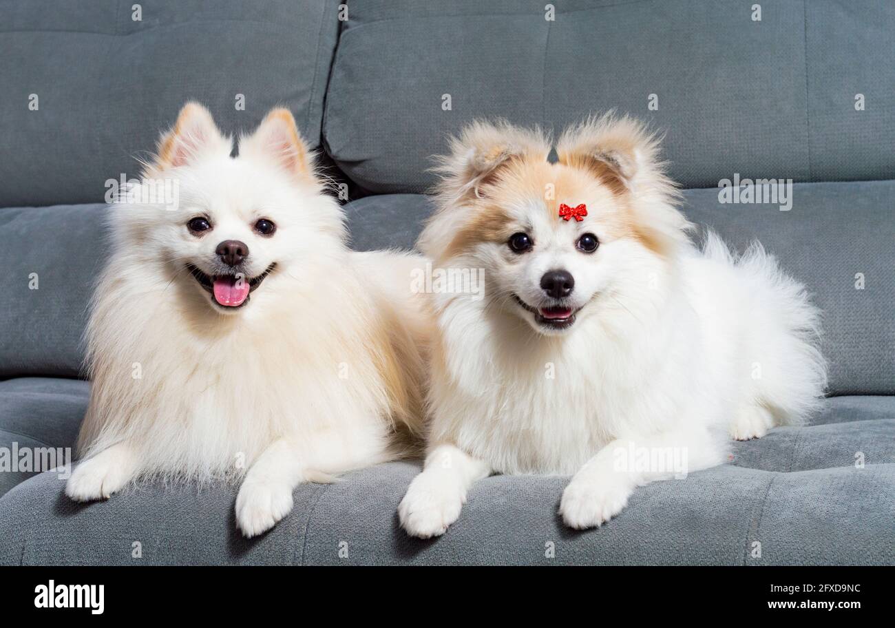 Two White German Spitz Pomeranian Lying Down On A Grey Couch Stock Photo Alamy