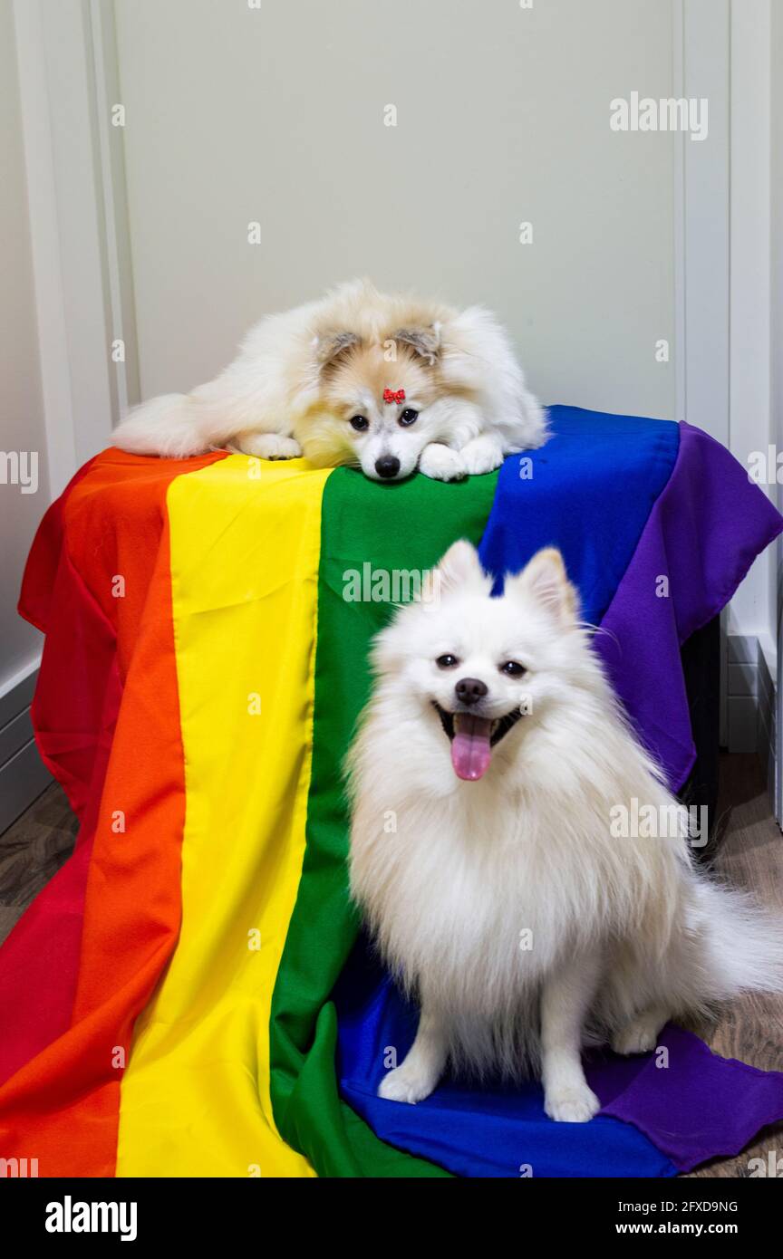 Two Cute White German Spitz Pomeranian With A Rainbow Flag Gay Stock Photo Alamy