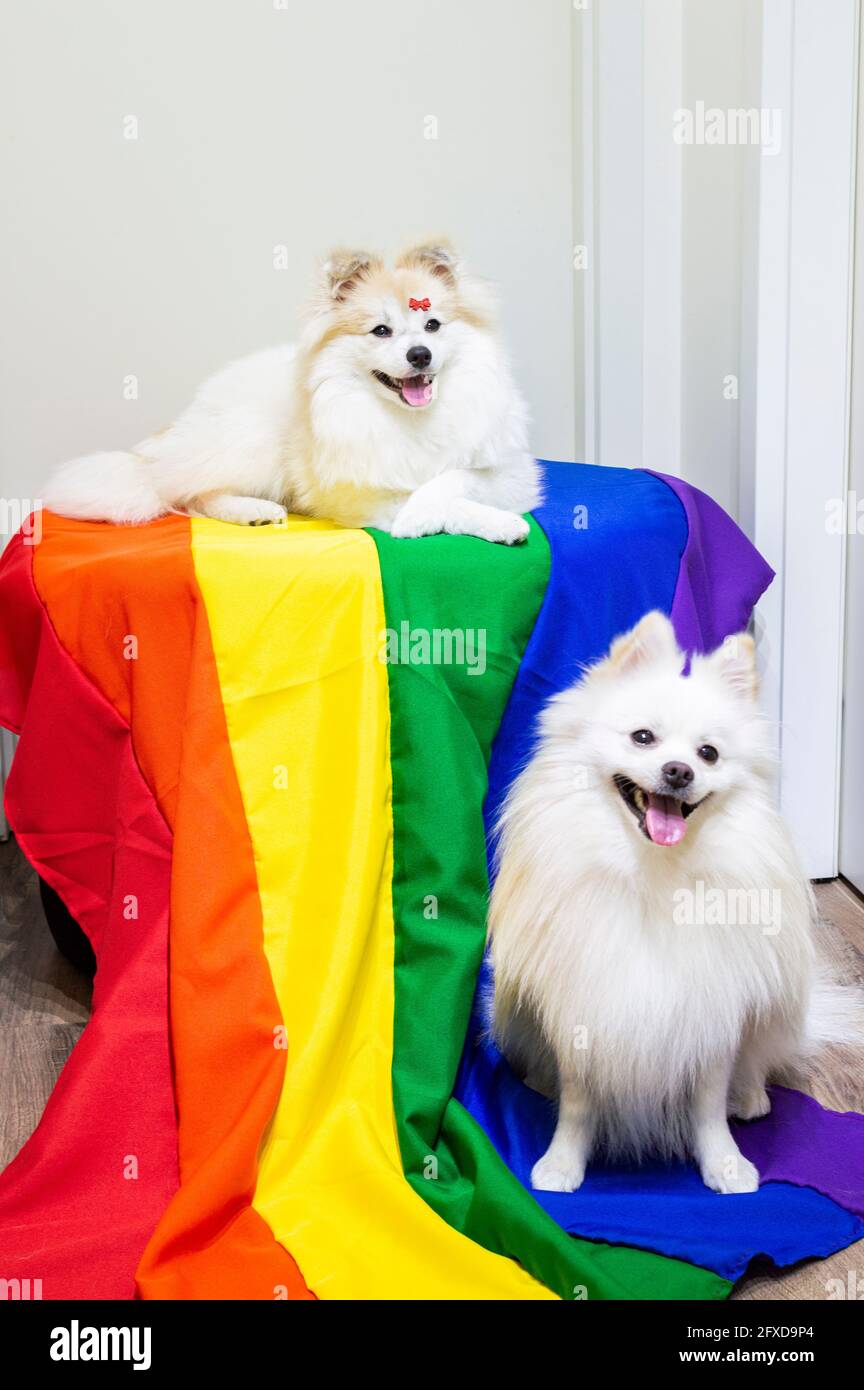 Two Cute White German Spitz Pomeranian With A Rainbow Flag Gay Stock Photo Alamy