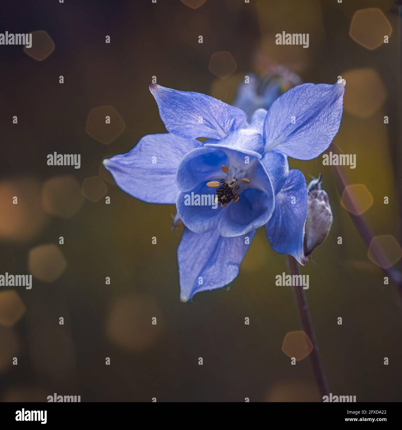 Natural purple flower texture hires stock photography and images Alamy