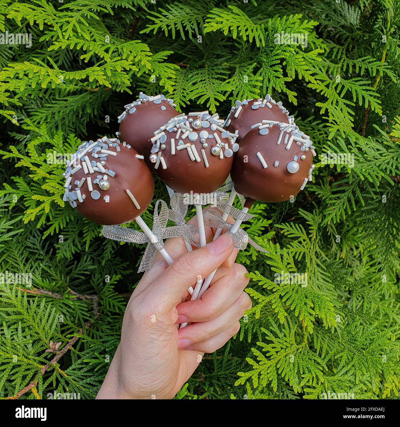 Five chocolate cake pops in white hand on green thuja background Stock Photo