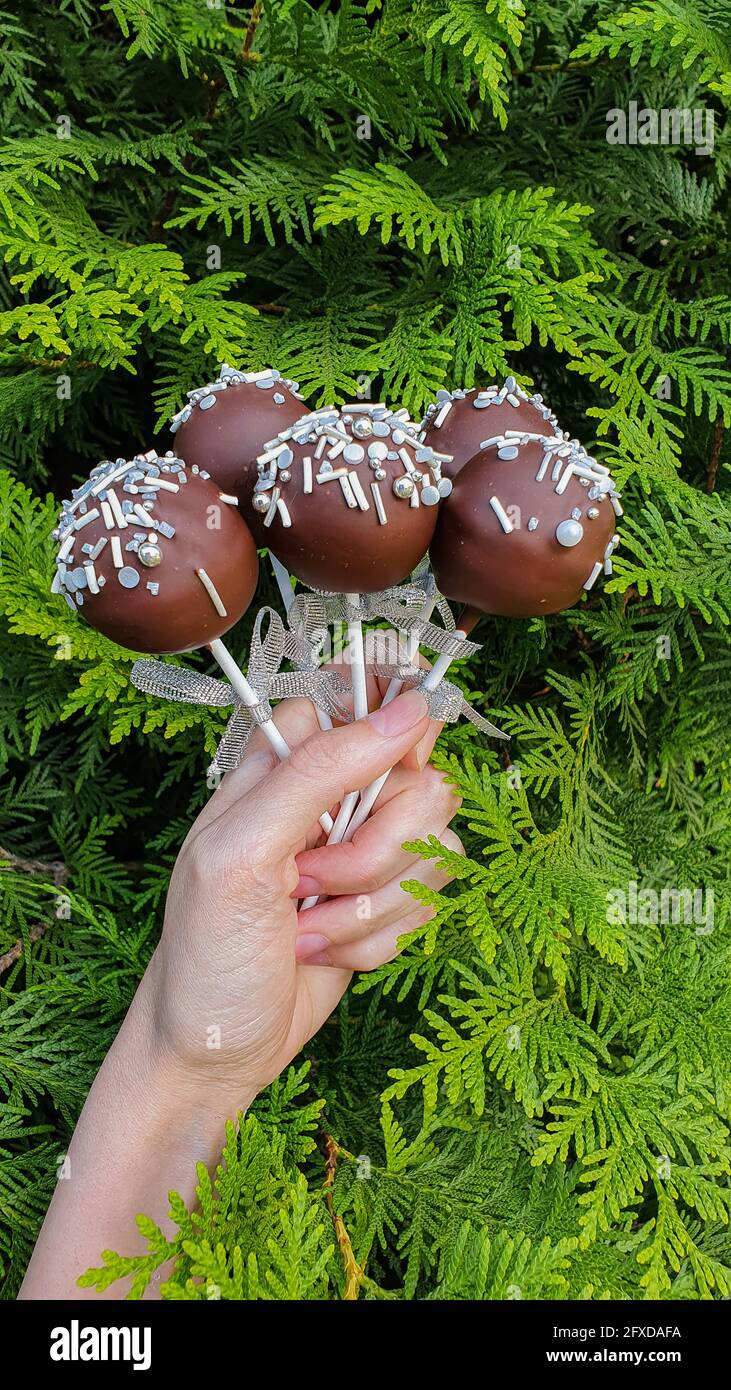 White hand holding five chocolate cake pops on green thuja backgroung Stock Photo