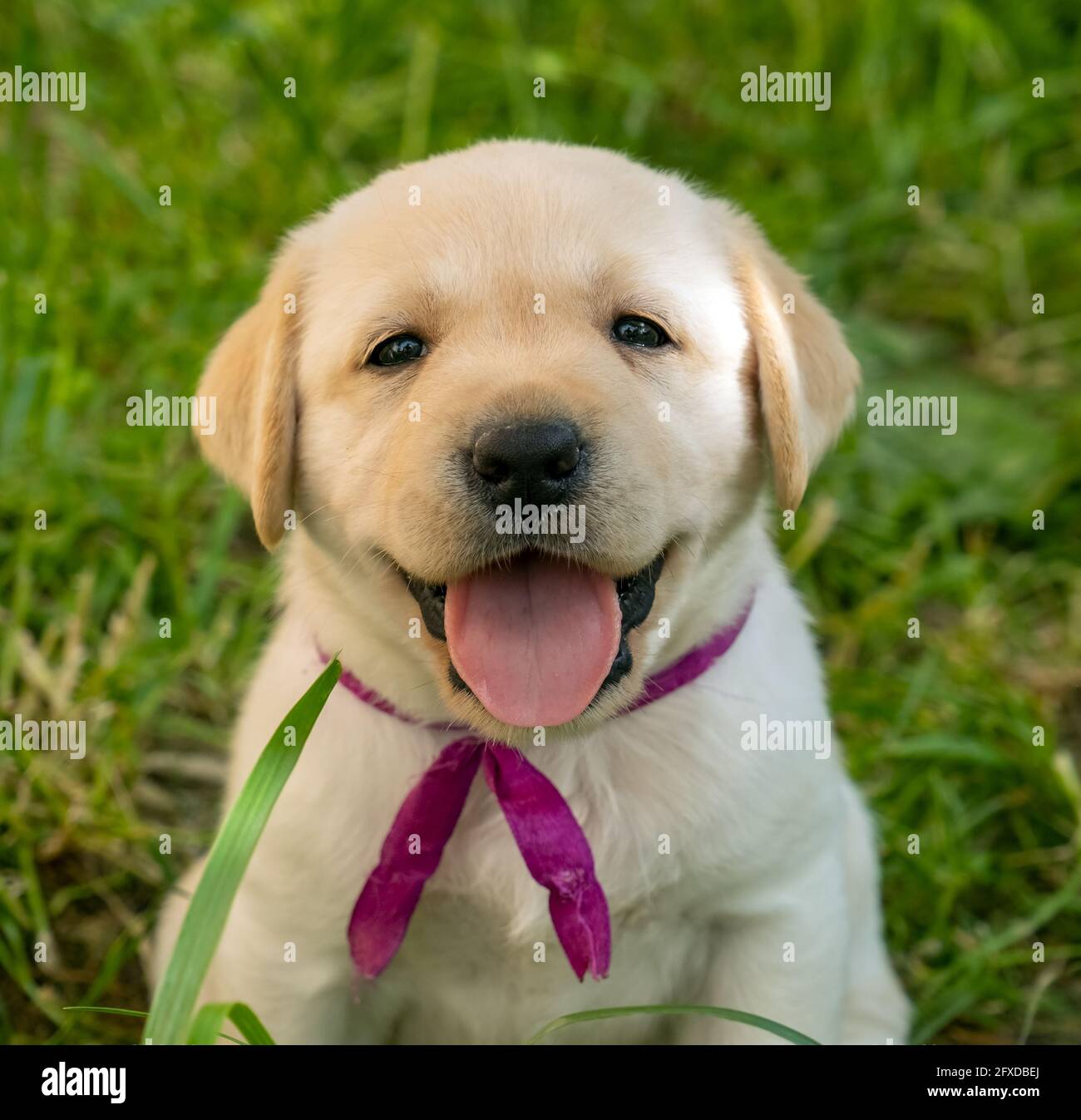 Labrador puppy in green grass Stock Photo - Alamy