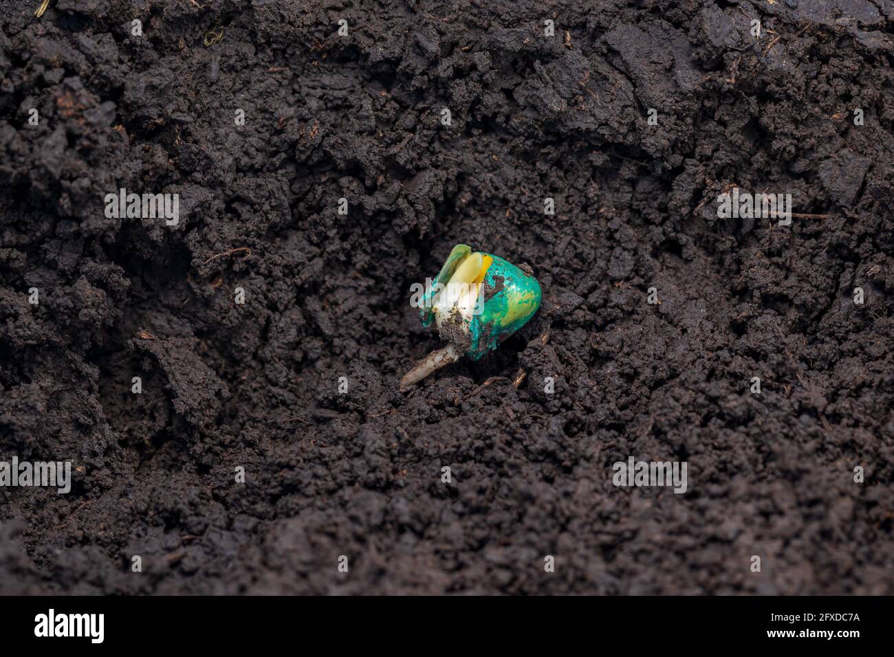 Closeup of corn seed germination in soil of cornfield. Agriculture, agronomy and farming concept. Stock Photo