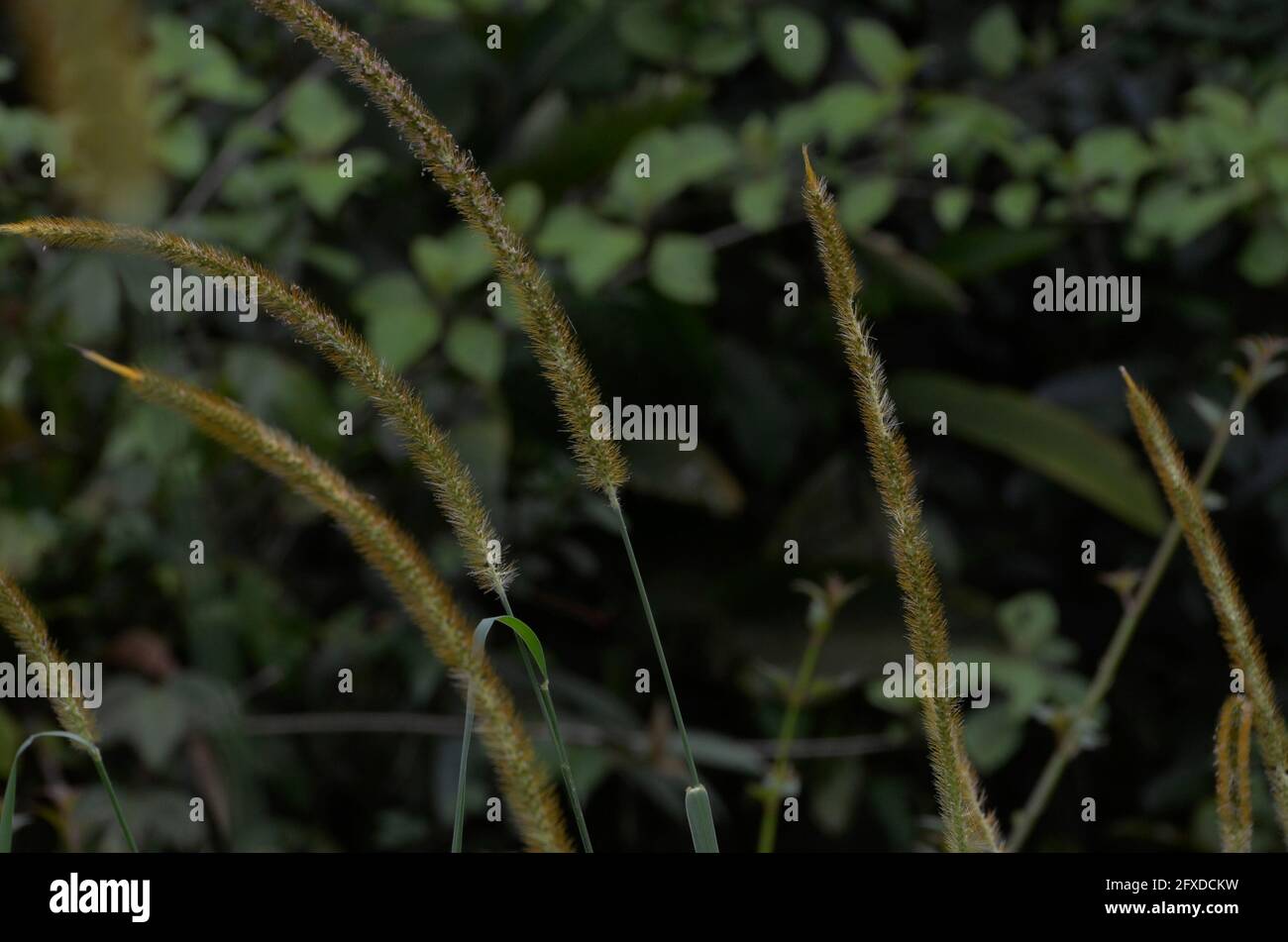 Plume grass Stock Photo
