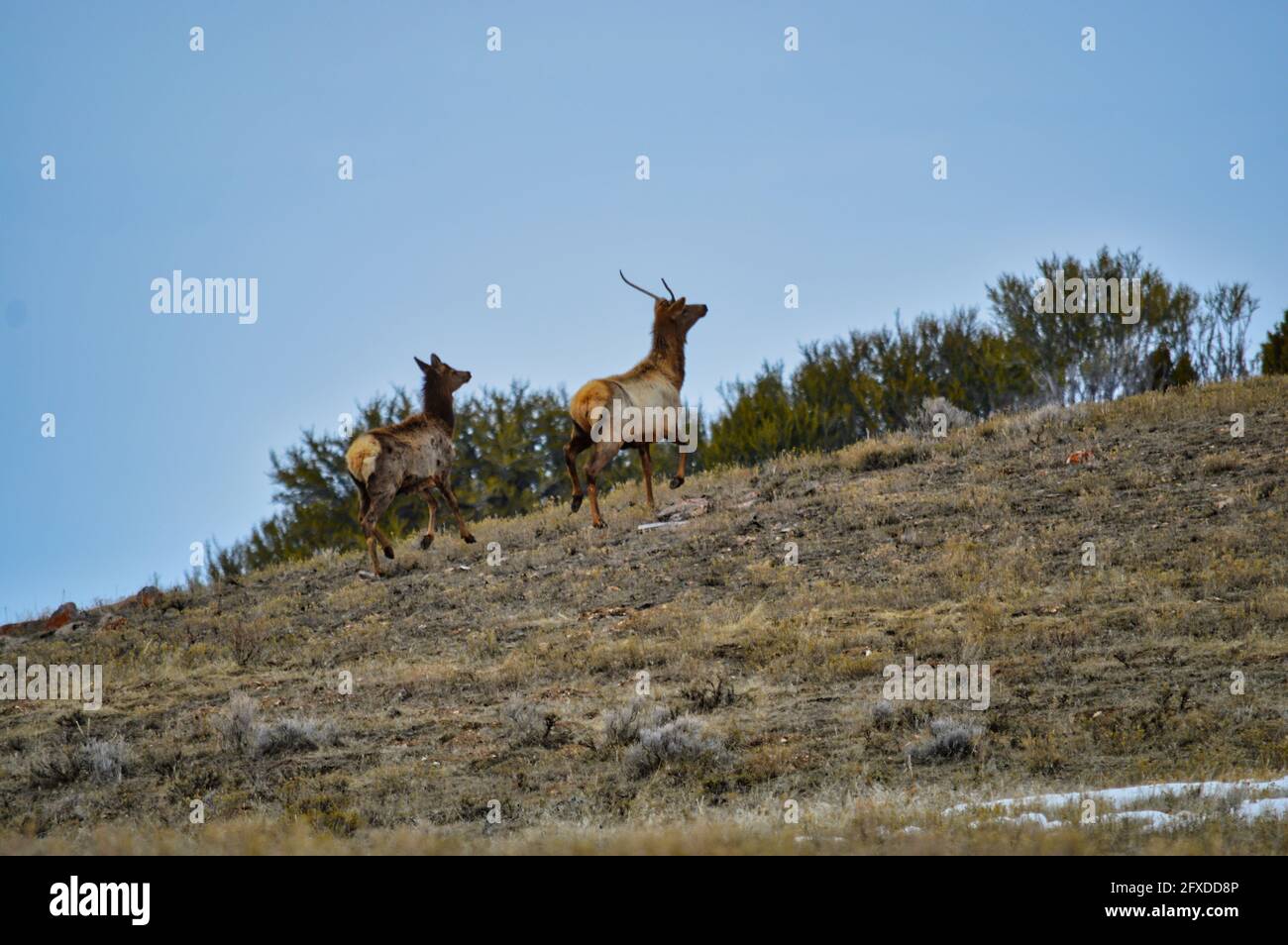 Dry grass mountain field with two deer climbing Stock Photo Alamy