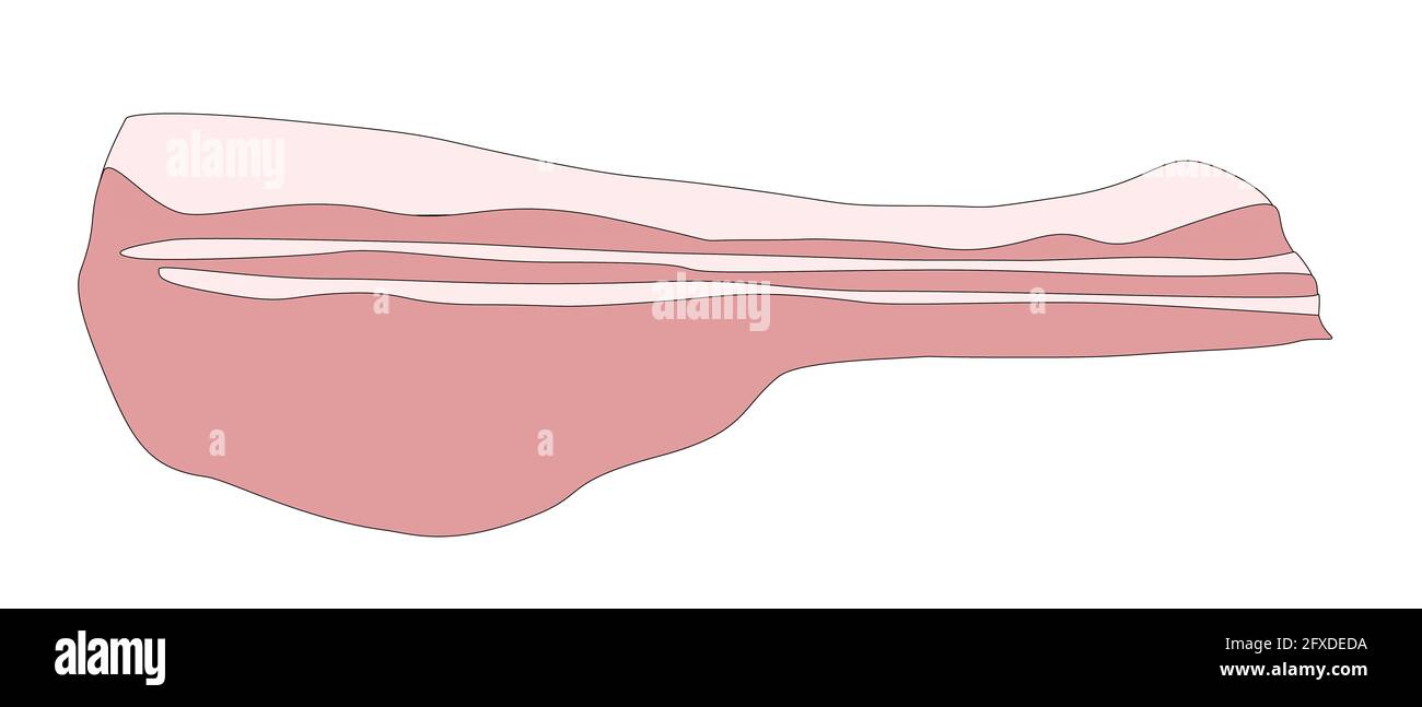 A graphic illustration of A rasher of bacon for use as an icon, logo or ...