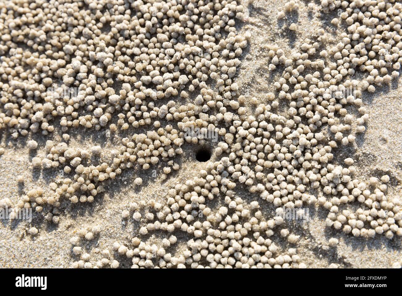 Abstract ghost crab sand creature on beach Stock Photo - Alamy