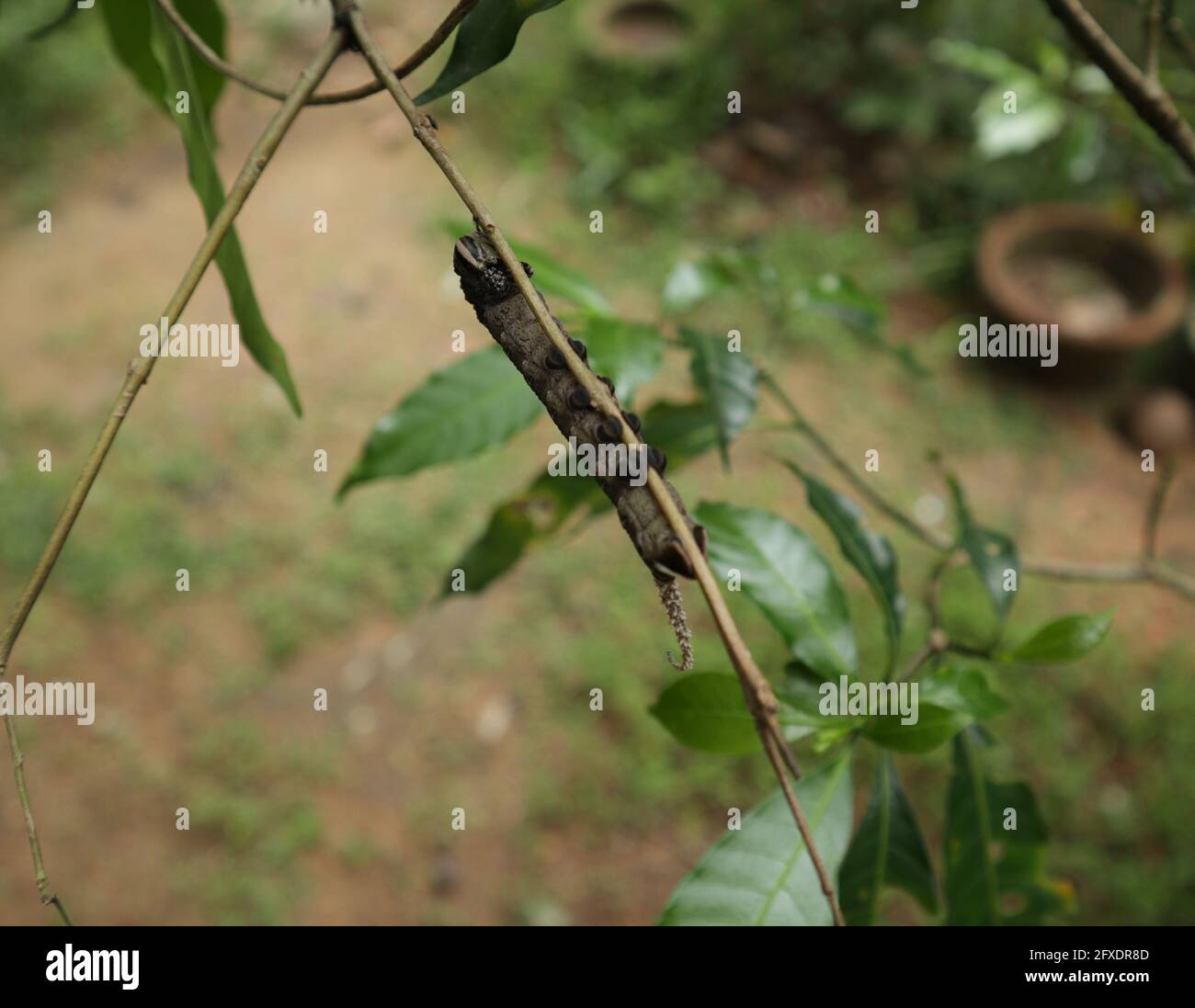 Over head view of a wired shape large caterpillar on a tree branch Stock Photo