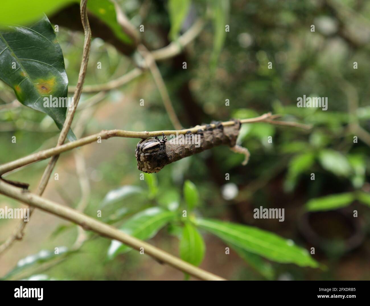 Selective focus on head of a strange shape brown caterpillar on a branch Stock Photo