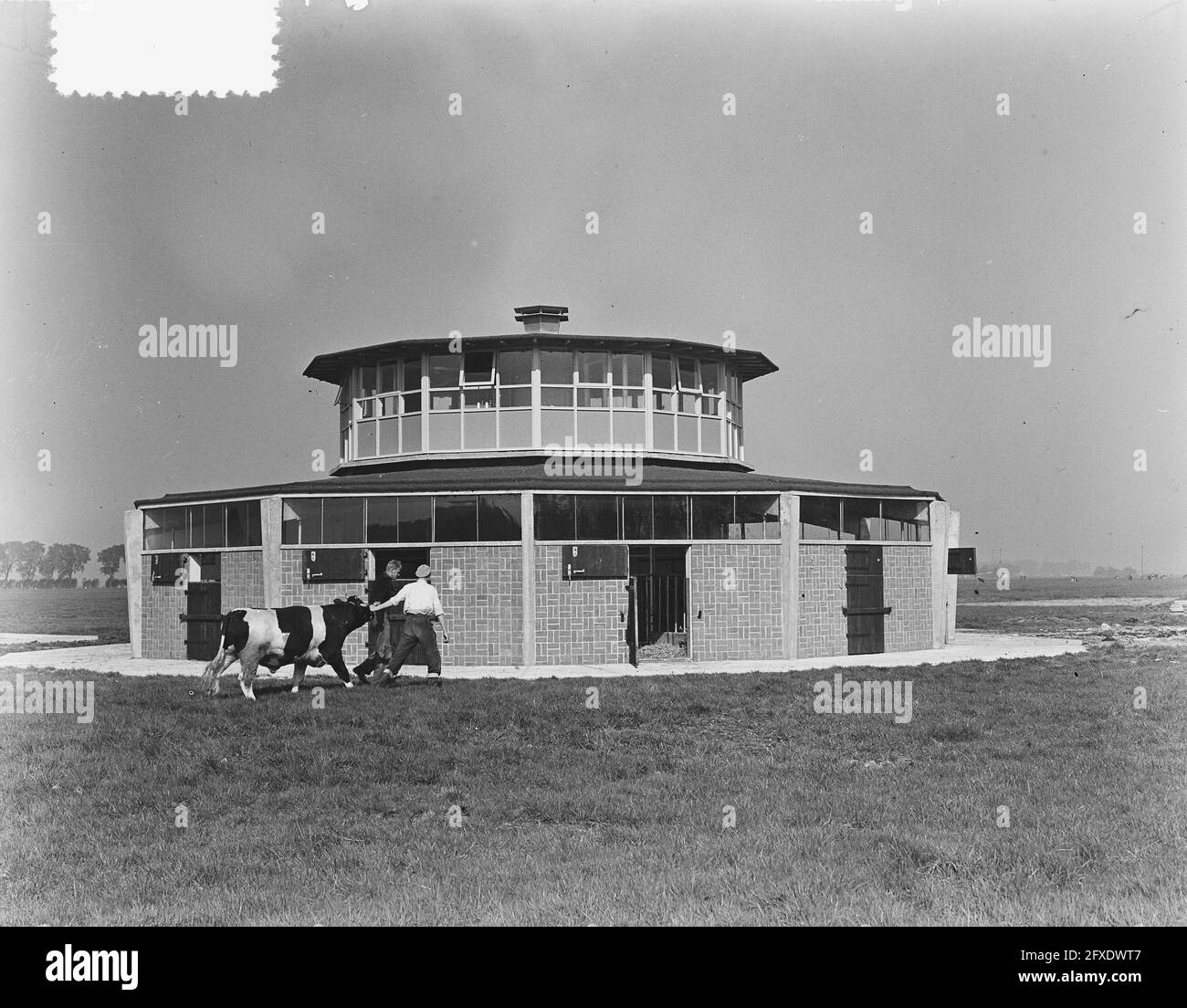 Bullshed Zuiderwoude, exterior, October 4, 1951, The Netherlands, 20th century press agency photo, news to remember, documentary, historic photography 1945-1990, visual stories, human history of the Twentieth Century, capturing moments in time Stock Photo