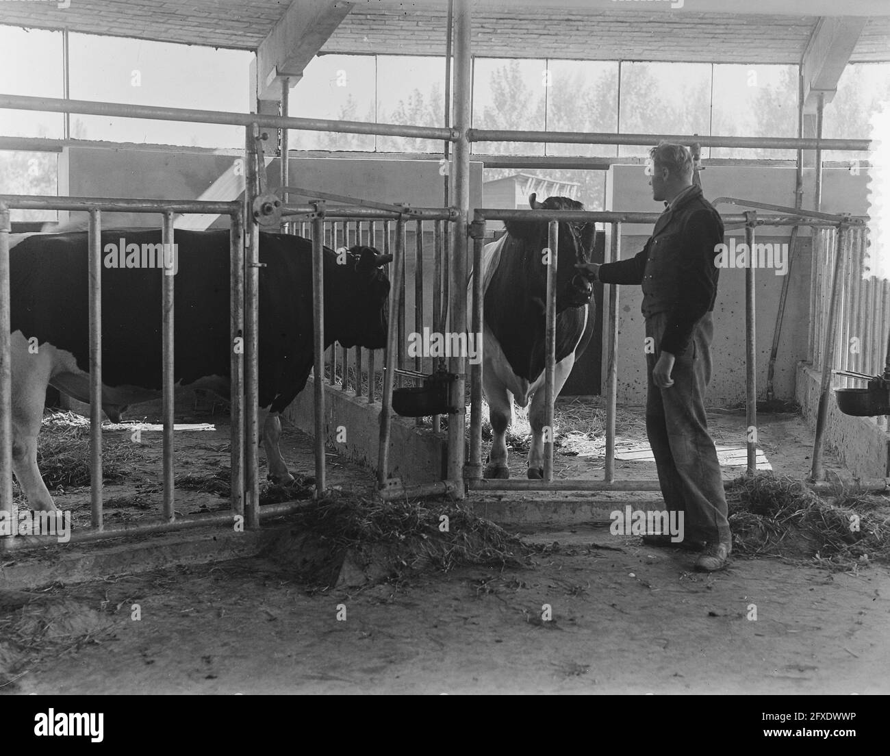 Bullshed Zuiderwoude interior, 4 October 1951, interior, The Netherlands, 20th century press agency photo, news to remember, documentary, historic photography 1945-1990, visual stories, human history of the Twentieth Century, capturing moments in time Stock Photo