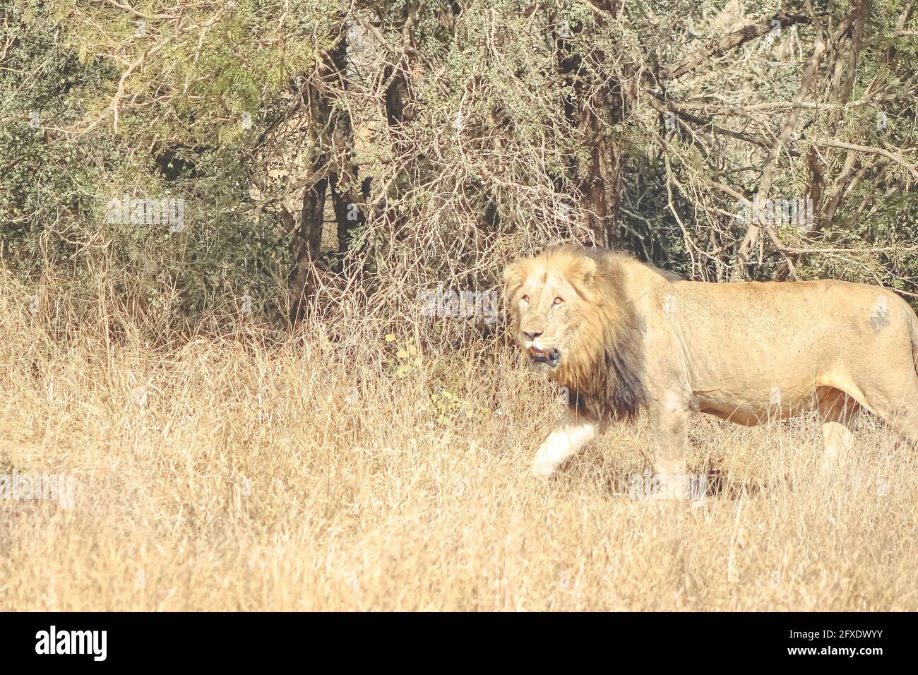 Seeking the 'King of The Jungle,' all day while on my African Safari. All of the sudden there he was. Presence of royalty, prestige, and status. Stock Photo