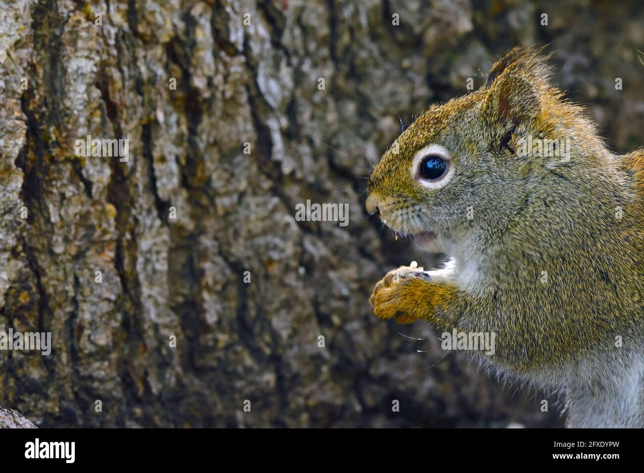 A close up image of a wild red squirrel 'Tamiasciurus hudsonicus', feeding on a seed in rural Alberta Canada. Stock Photo