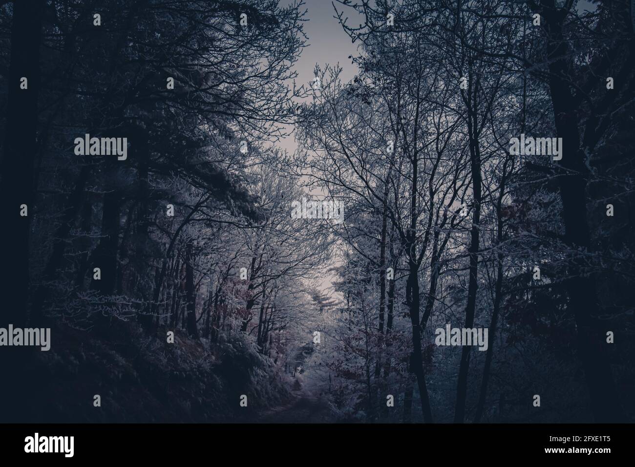 Closeup shot of a dark foggy forest Stock Photo - Alamy