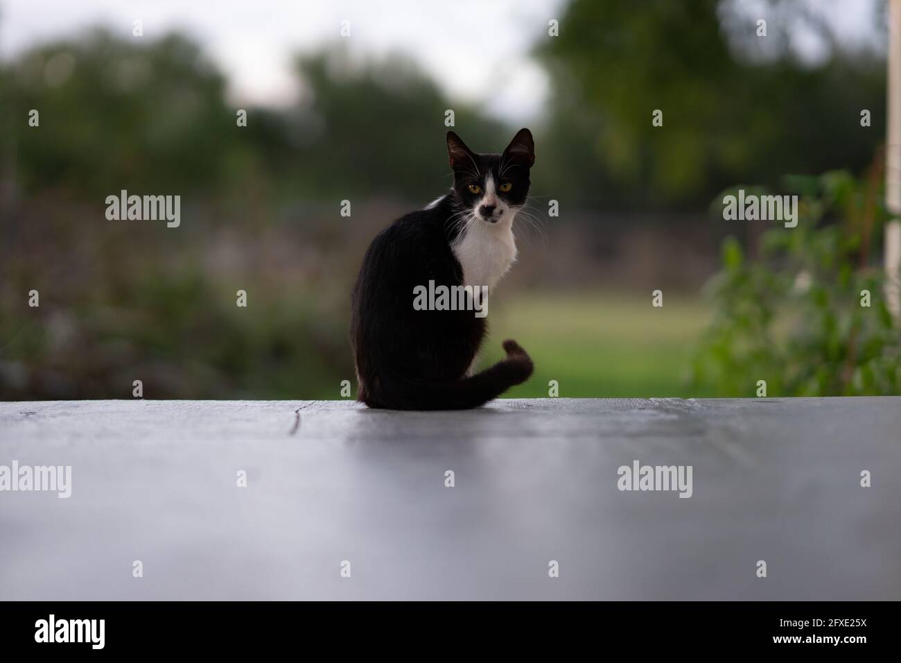 Sitting black and white cat with garden background Stock Photo - Alamy